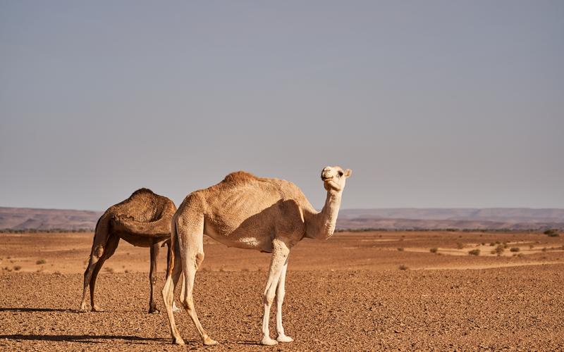 Morocco safari landscape