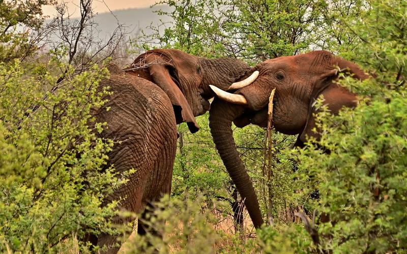 Tanzania safari landscape