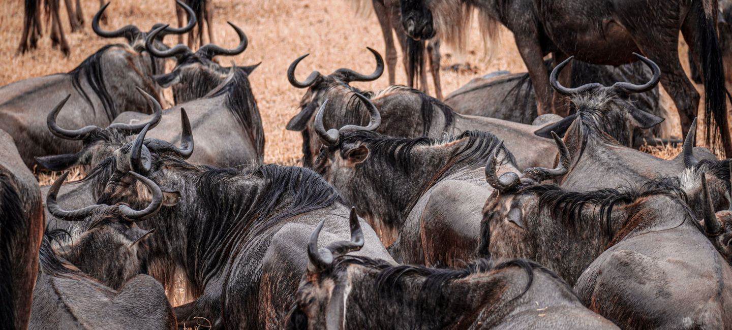 The Great Migration — Witness 1.5 Million Wildebeest