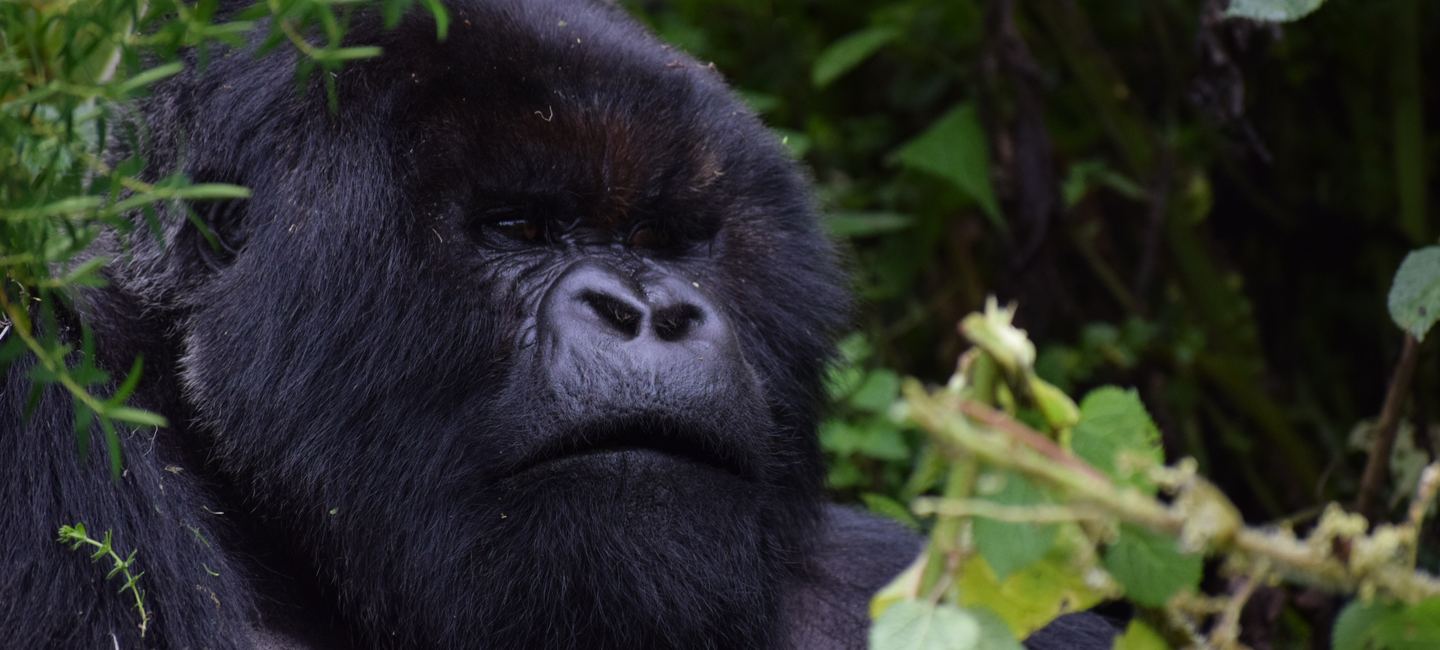 Rwanda & Gorilla Trekking — Face to Face with Mountain Gorillas