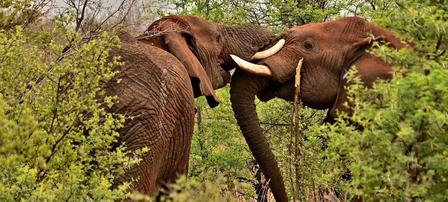 Southern Highlands — Tanzania's Best Kept Secret