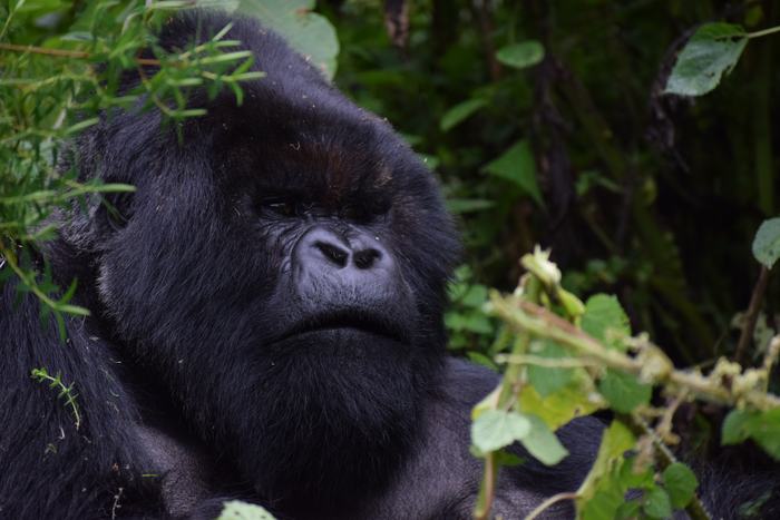 Gorilla Trekking in Bwindi: The Complete Insider Guide