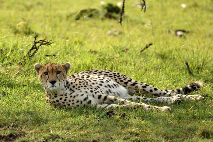 Your First Africa Safari: A Beginner's Complete Guide