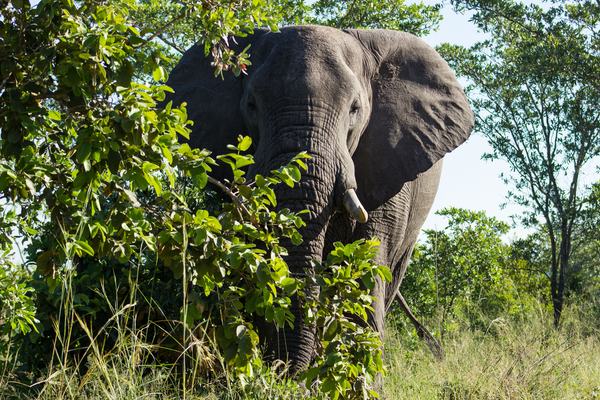 Big Five Search